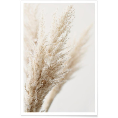AFFICHE PAMPAS REED 60x90